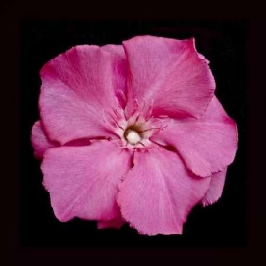 Pink Flower Poster Print by Lee Peterson-VARPDXPSPSN240 Image 1