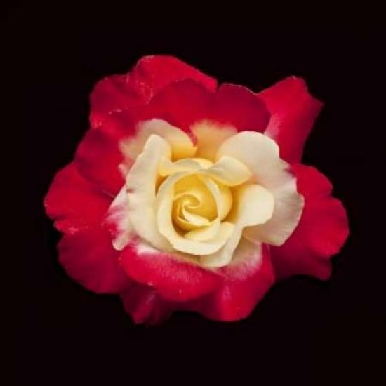 Red and White Rose Poster Print by Lee Peterson-VARPDXPSPSN243 Image 1