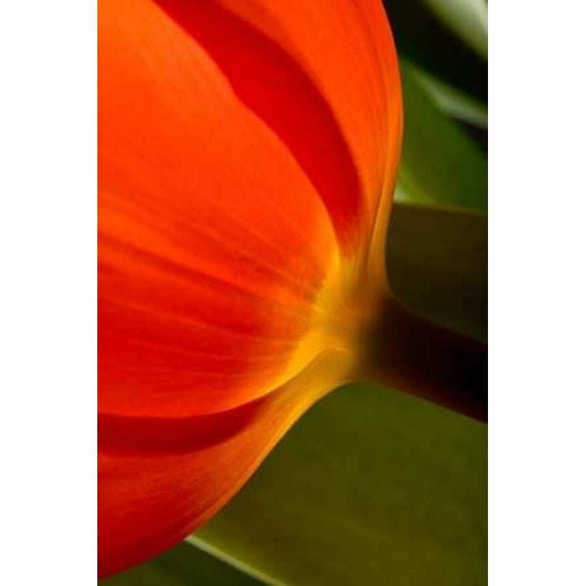 Tulip Detail II Poster Print by Lee Peterson-VARPDXPSPSN277 Image 1