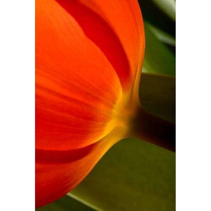 Tulip Detail II Poster Print by Lee Peterson-VARPDXPSPSN277 Image 2