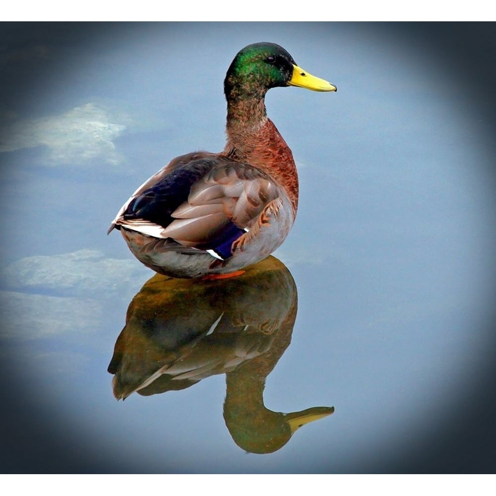 Mallard Reflection by Tammy Putman-VARPDXPSPTM226 Image 1