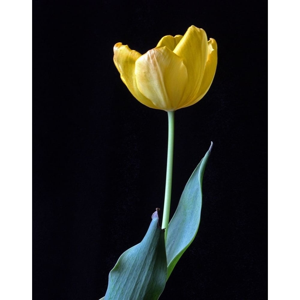 Single Tulip by Tammy Putman-VARPDXPSPTM240 Image 1