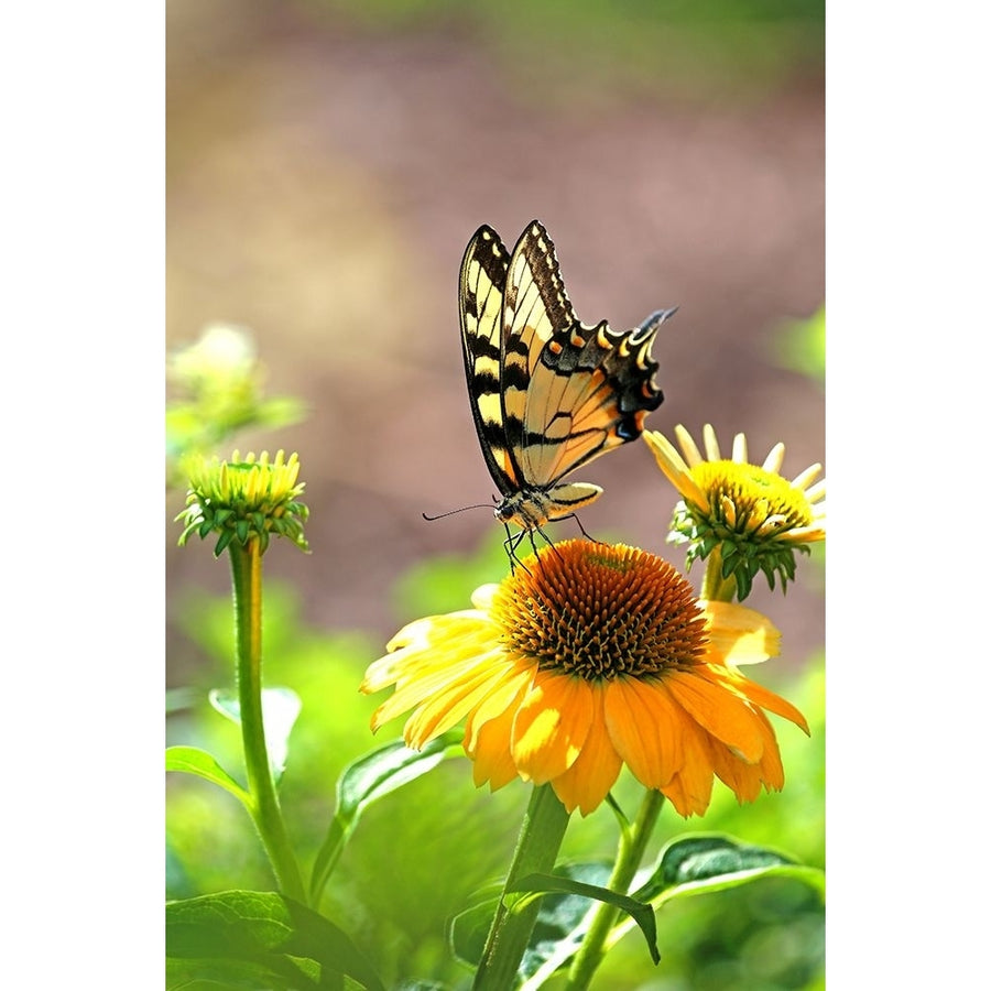 Eastern Tiger Swallowtail Lift Poster Print - Tammy Putman-VARPDXPSPTM253 Image 1