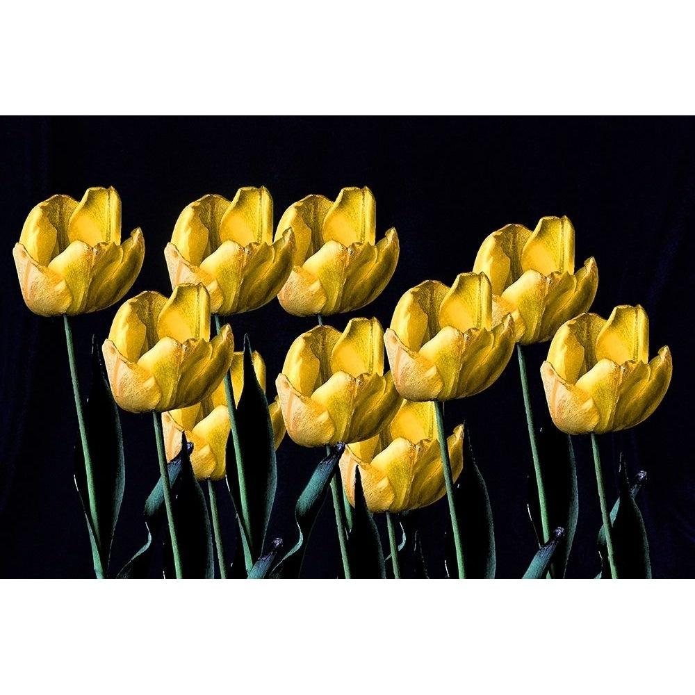 Yellow Tulips by Tammy Putman-VARPDXPSPTM238 Image 1