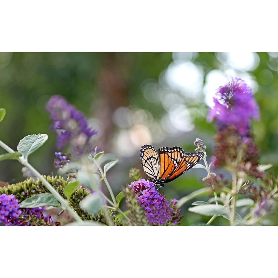 Monarch Garden III Poster Print - Tammy Putman-VARPDXPSPTM257 Image 1