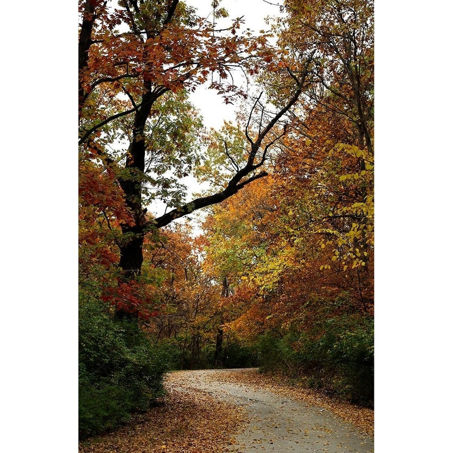 Autumn Drive Poster Print - Tammy Putman-VARPDXPSPTM280 Image 1