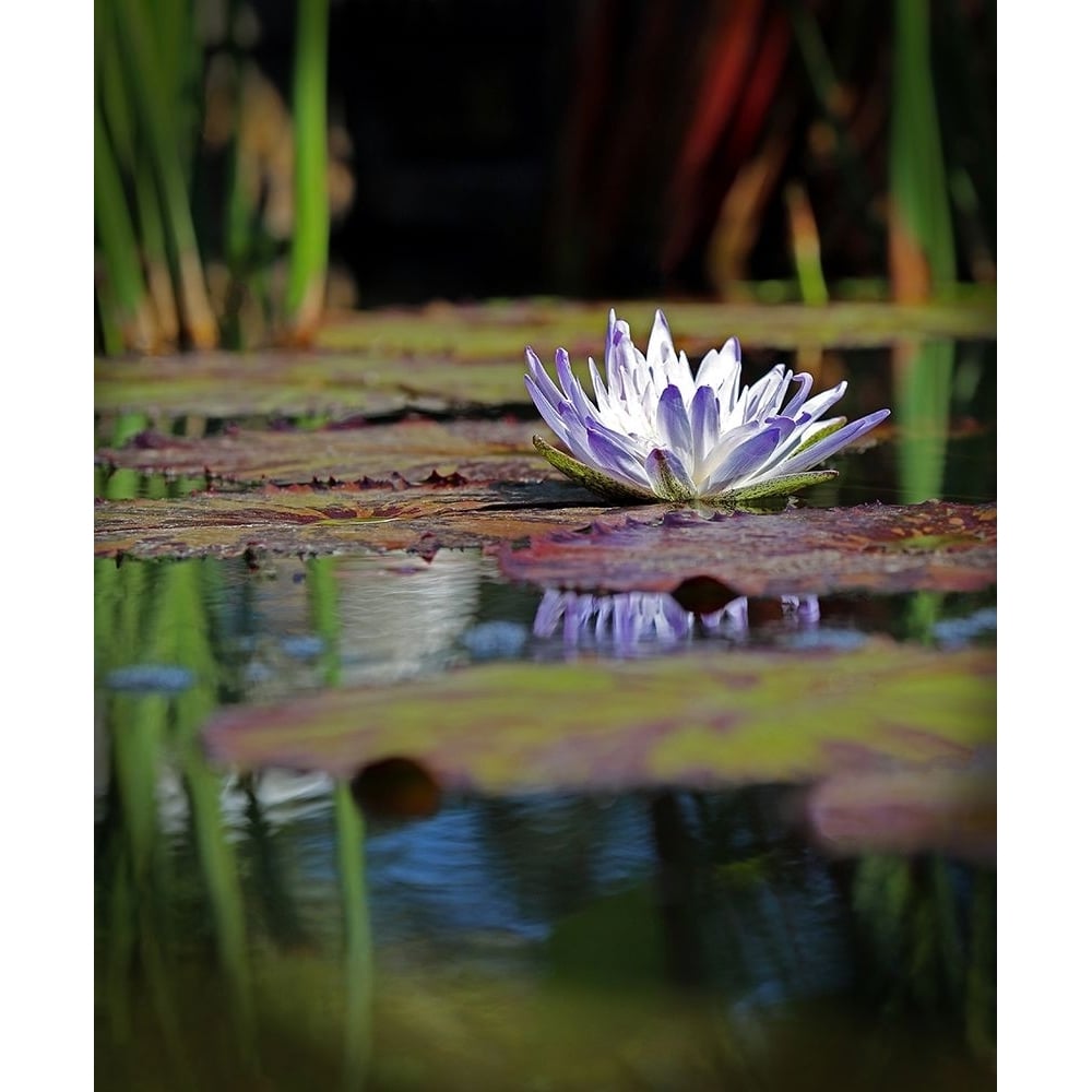 Purple Lily Poster Print - Tammy Putman-VARPDXPSPTM274 Image 1