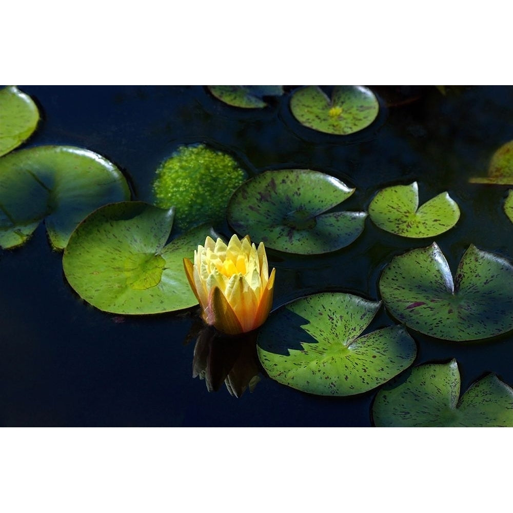 Yellow Water Lily Poster Print - Tammy Putman-VARPDXPSPTM273 Image 1