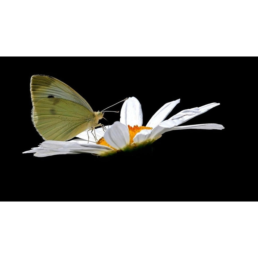 Cabbage White Poster Print - Tammy Putman-VARPDXPSPTM306 Image 1