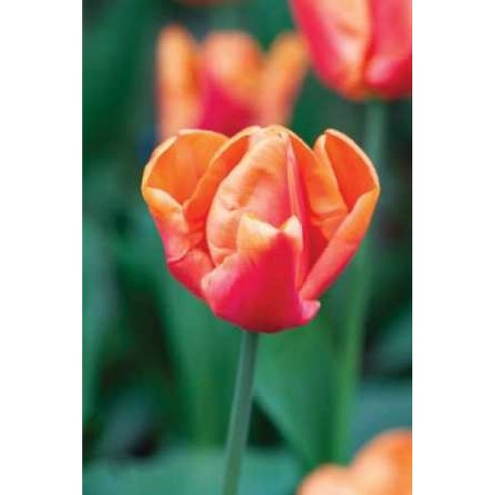 Emperor Tulip I Poster Print by Dana Styber-VARPDXPSSTY184 Image 1