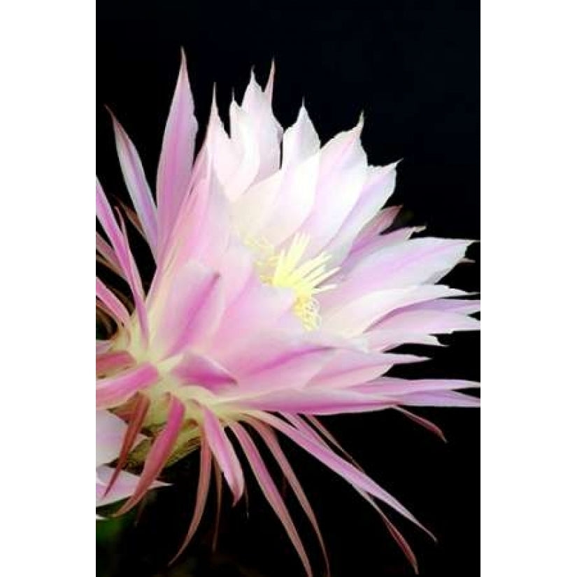 Echinopsis Flowers I Poster Print by Douglas Taylor-VARPDXPSTLR100 Image 2