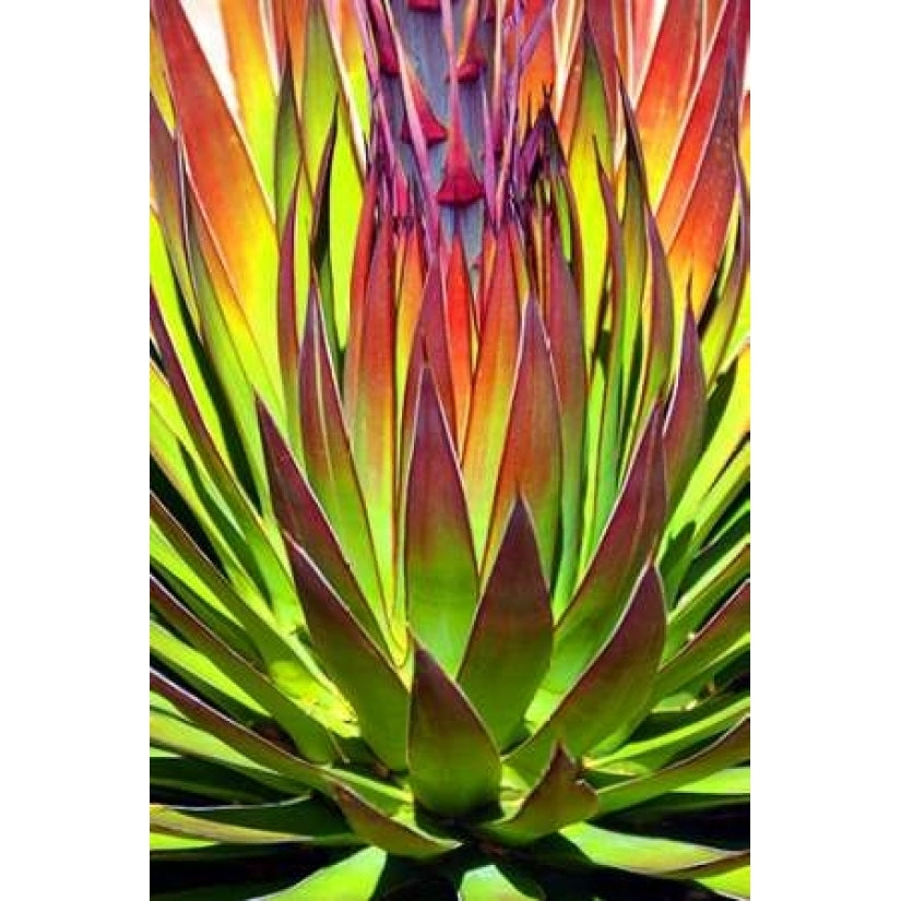 Colorful Agave II Poster Print by Douglas Taylor-VARPDXPSTLR121 Image 2