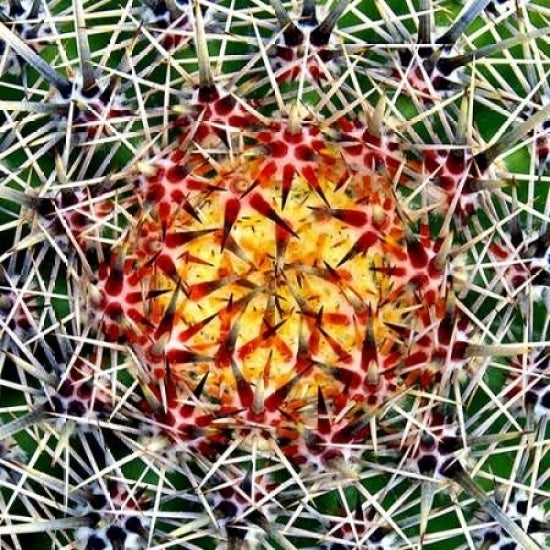 Saguaro Mandala II Poster Print by Douglas Taylor-VARPDXPSTLR123 Image 1