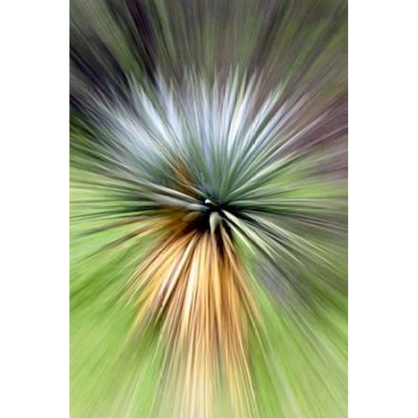 Mountain Yucca Poster Print by Douglas Taylor-VARPDXPSTLR124 Image 1