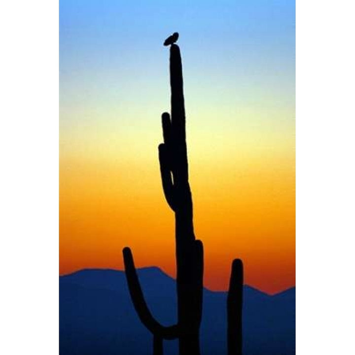 Owl at Sunset Poster Print by Douglas Taylor-VARPDXPSTLR140 Image 1