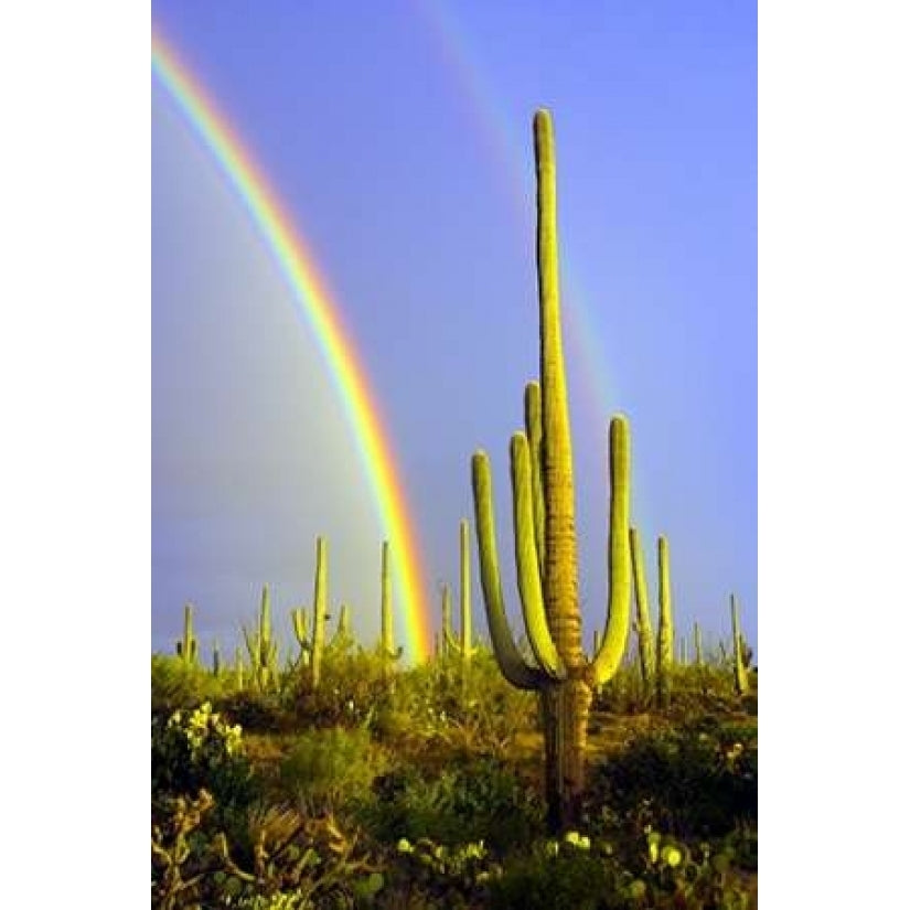 Saguaro Rainbow II Poster Print by Douglas Taylor-VARPDXPSTLR135 Image 1