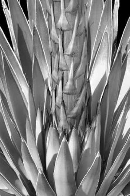 Flowering Agave BW Poster Print by Douglas Taylor-VARPDXPSTLR383 Image 1