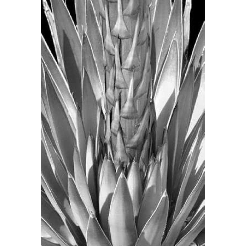 Flowering Agave BW Poster Print by Douglas Taylor-VARPDXPSTLR383 Image 2