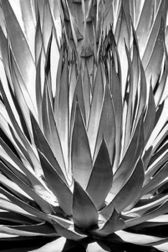 Agave Finale BW Poster Print by Douglas Taylor-VARPDXPSTLR382 Image 1