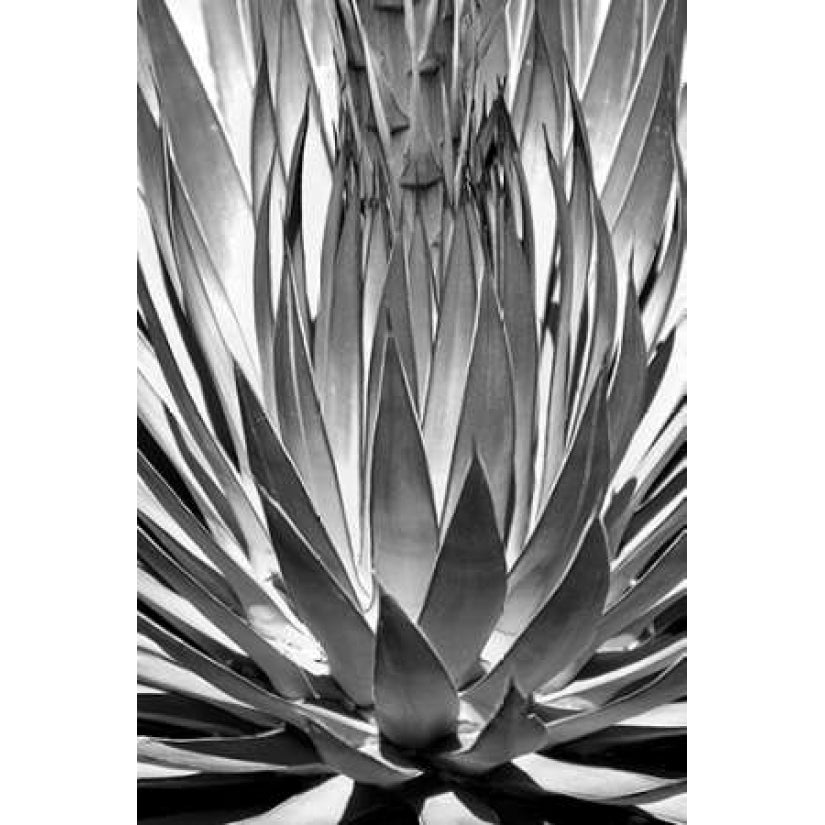 Agave Finale BW Poster Print by Douglas Taylor-VARPDXPSTLR382 Image 2