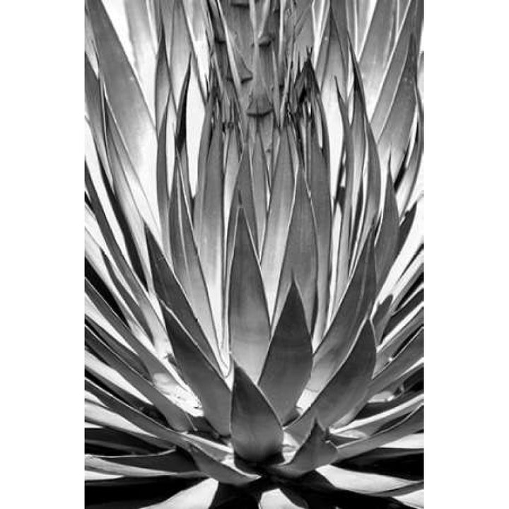 Agave Finale BW Poster Print by Douglas Taylor-VARPDXPSTLR382 Image 2