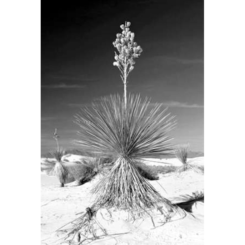 Yucca At White Sands I Poster Print by Douglas Taylor-VARPDXPSTLR512 Image 1