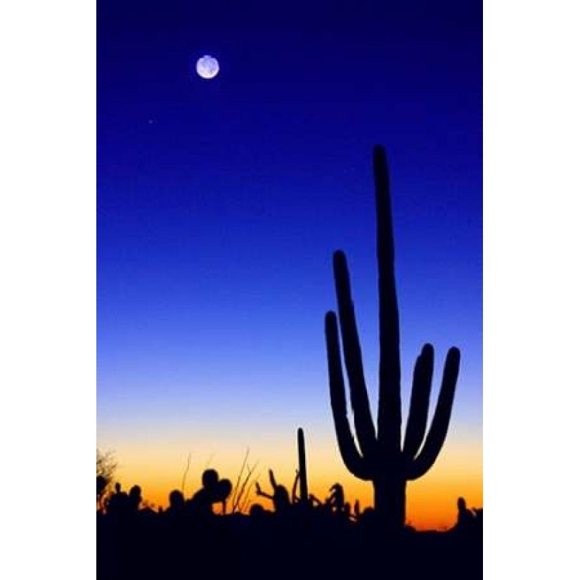 Winter Earthshine Poster Print by Douglas Taylor-VARPDXPSTLR600 Image 2