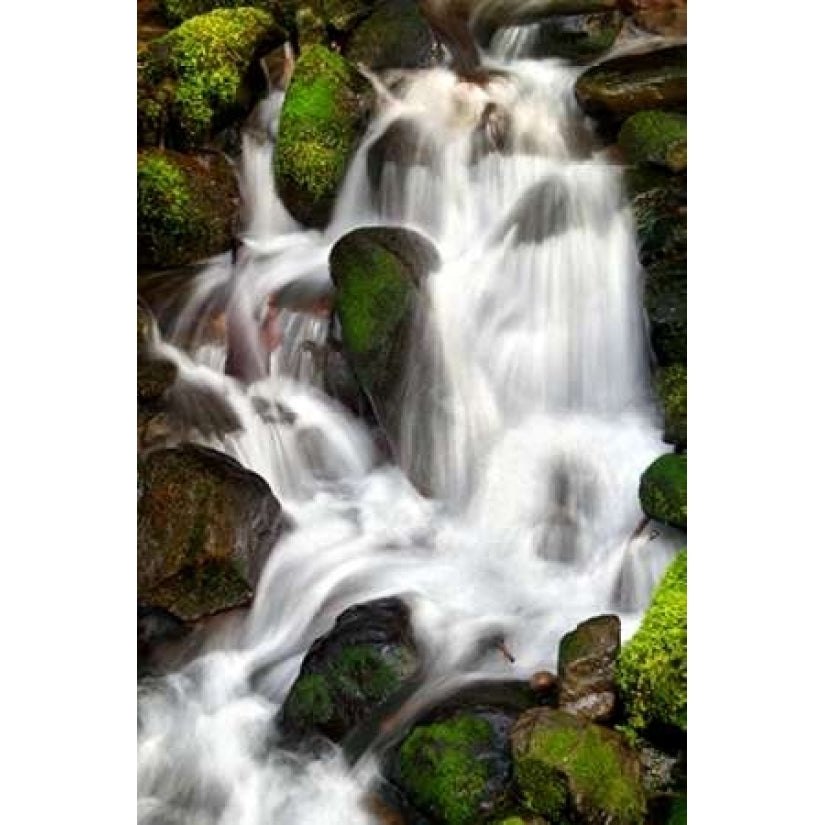 Trailside Waterfall IV Poster Print by Douglas Taylor-VARPDXPSTLR629 Image 2