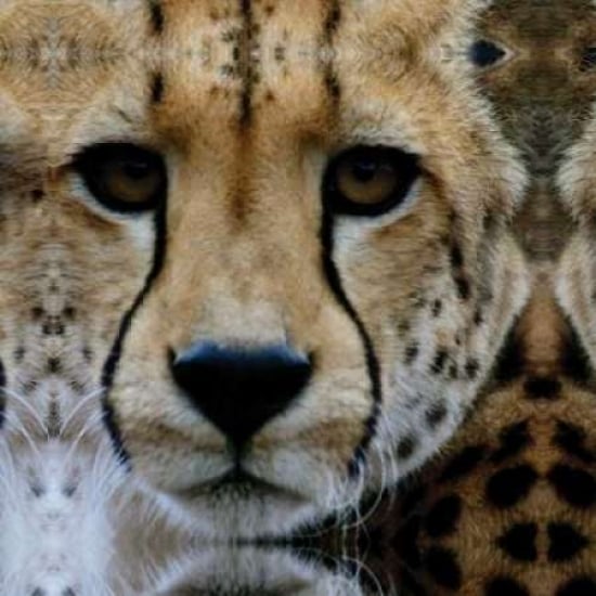 Cheetah Portrait III Poster Print by Dana Underdahl-VARPDXPSUND134 Image 1