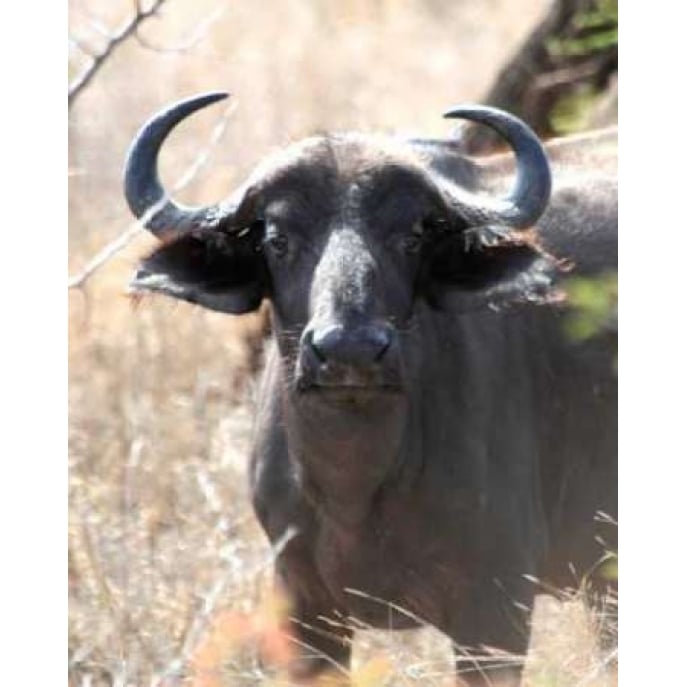 Cape Buffalo I Poster Print by Dana Underdahl-VARPDXPSUND120 Image 2