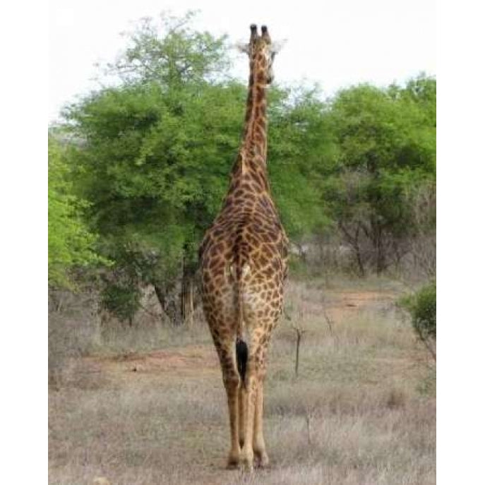 Giraffe Walk IV Poster Print by Dana Underdahl-VARPDXPSUND153 Image 1