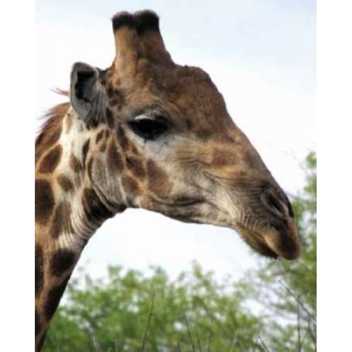 Giraffe Portrait IV Poster Print by Dana Underdahl-VARPDXPSUND160 Image 2