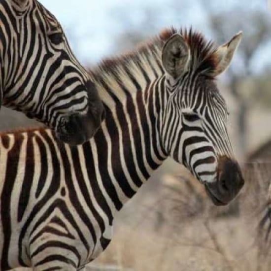 Zebra Baby I Poster Print by Dana Underdahl-VARPDXPSUND198 Image 2