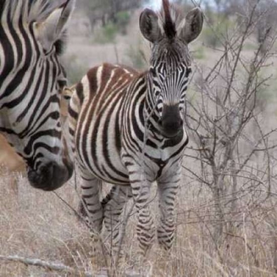 Zebra Baby II Poster Print by Dana Underdahl-VARPDXPSUND199 Image 2