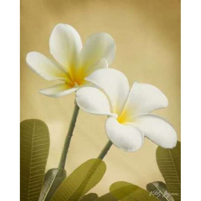 Oriental Plumeria II Poster Print by Vitaly Geyman-VARPDXPSVIT151 Image 1