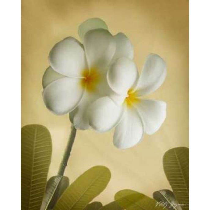 Oriental Plumeria I Poster Print by Vitaly Geyman-VARPDXPSVIT150 Image 2