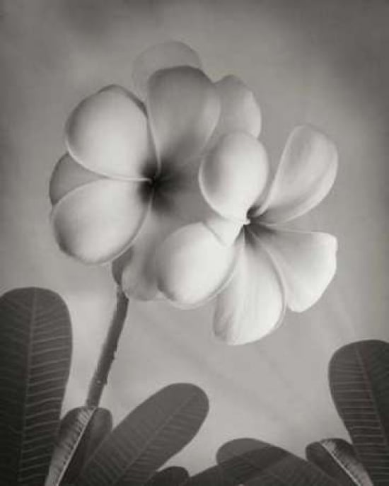 Plumeria I Poster Print by Vitaly Geyman-VARPDXPSVIT210 Image 1