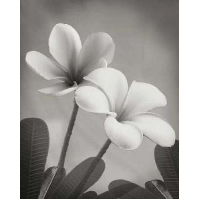 Plumeria II Poster Print by Vitaly Geyman-VARPDXPSVIT211 Image 2