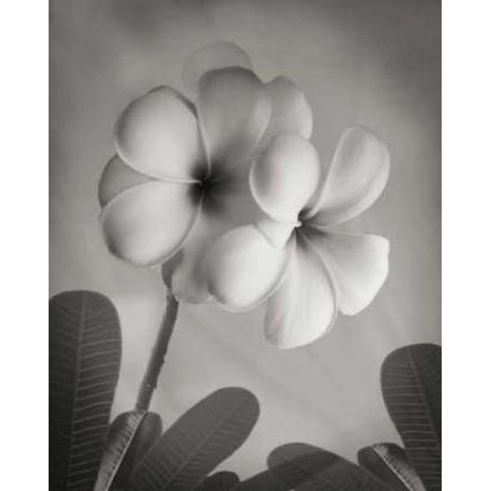 Plumeria I Poster Print by Vitaly Geyman-VARPDXPSVIT210 Image 2