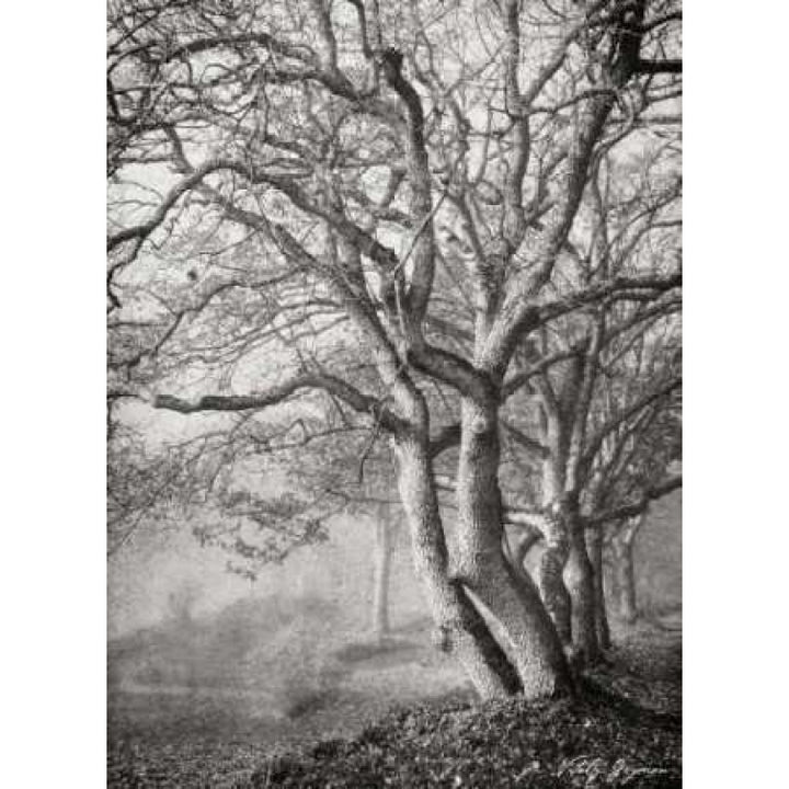 Tree in the Mist VI BandW Poster Print by Vitaly Geyman-VARPDXPSVIT234 Image 1