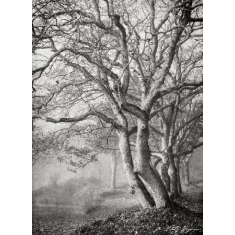 Tree in the Mist VI BandW Poster Print by Vitaly Geyman-VARPDXPSVIT234 Image 2