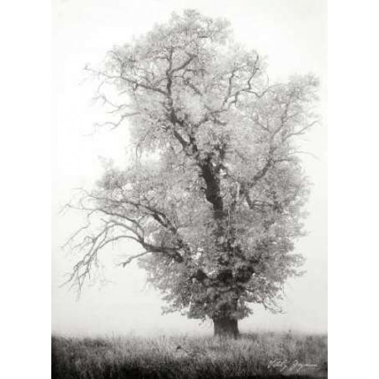 Misty Oak I BandW Poster Print by Vitaly Geyman-VARPDXPSVIT241 Image 1