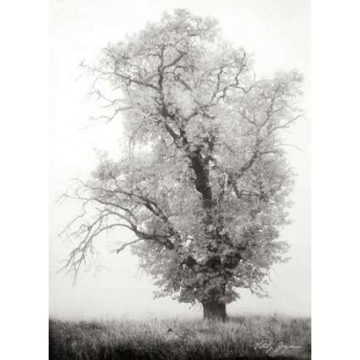 Misty Oak I BandW Poster Print by Vitaly Geyman-VARPDXPSVIT241 Image 2