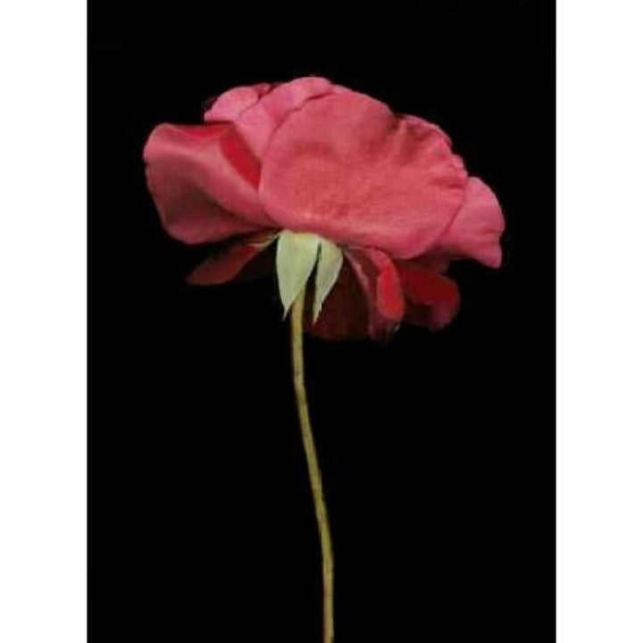 Red Rose I Poster Print by Vitaly Geyman-VARPDXPSVIT307 Image 1