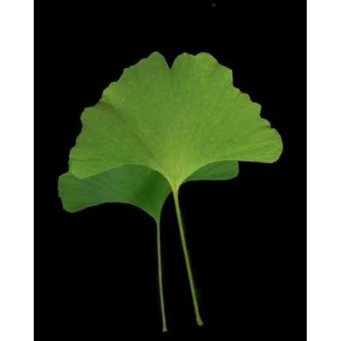 Green Leaves IV Poster Print by Vitaly Geyman-VARPDXPSVIT304 Image 1