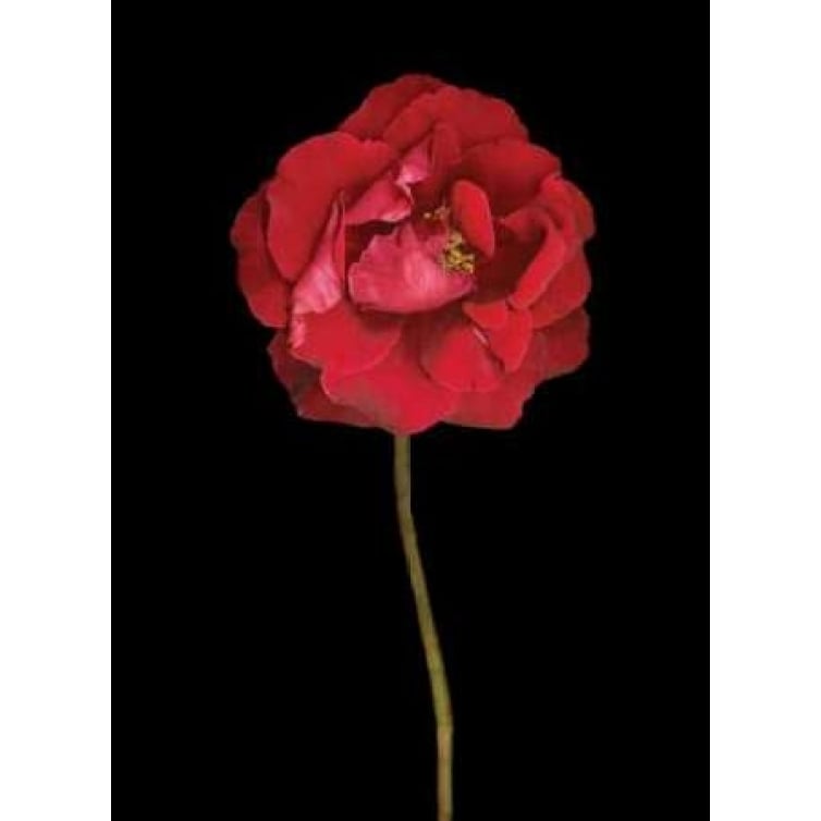 Red Rose II Poster Print by Vitaly Geyman-VARPDXPSVIT308 Image 2