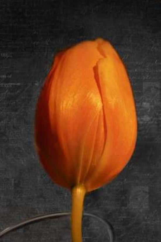 Tulip Letter II Poster Print by Vitaly Geyman-VARPDXPSVIT317 Image 1