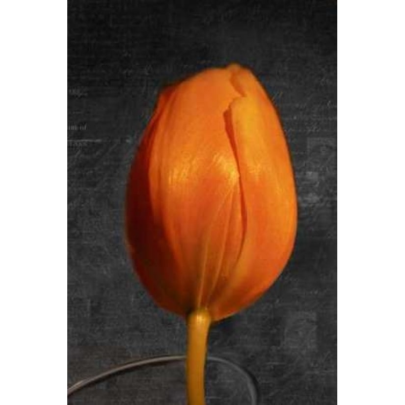 Tulip Letter II Poster Print by Vitaly Geyman-VARPDXPSVIT317 Image 2