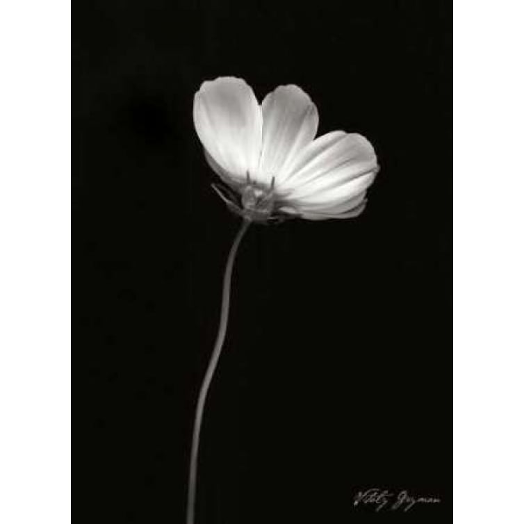 Ballet Flower II BandW Poster Print by Vitaly Geyman-VARPDXPSVIT310 Image 2