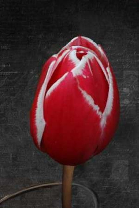 Tulip Letter III Poster Print by Vitaly Geyman-VARPDXPSVIT318 Image 1